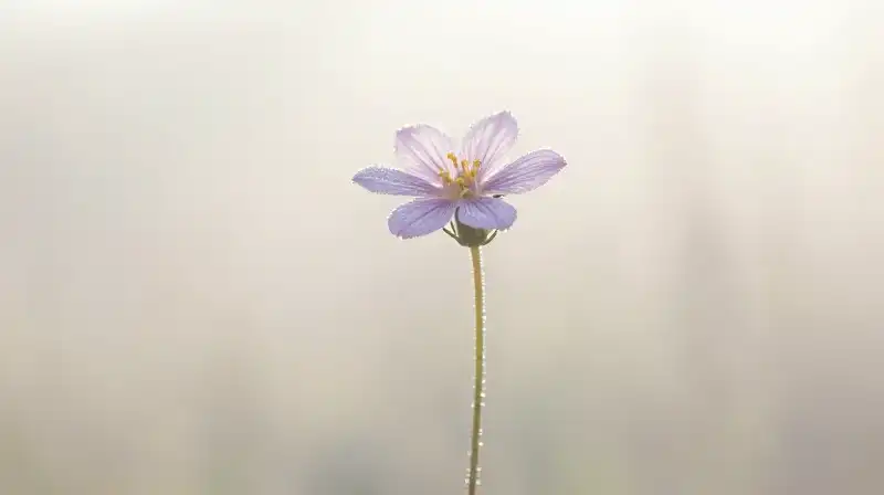 Cover Image of the Post